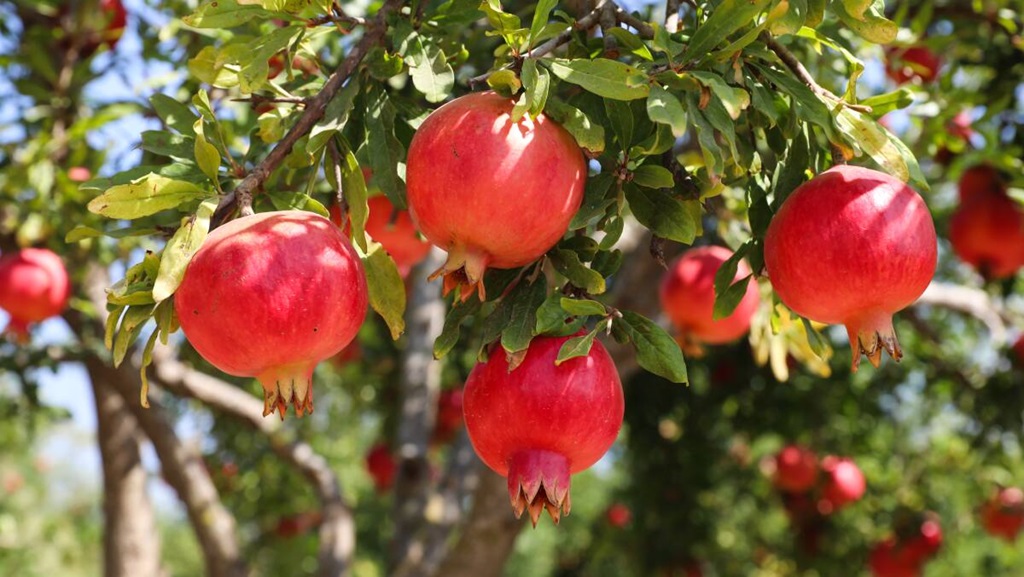 Should Pomegranates Be Soft or Hard?