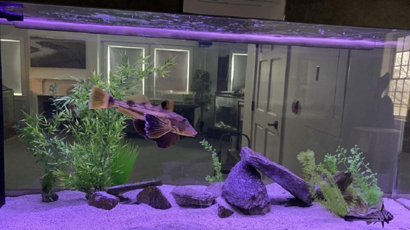 How to Make Brackish Water for Aquarium: Healthy Fish and Plants